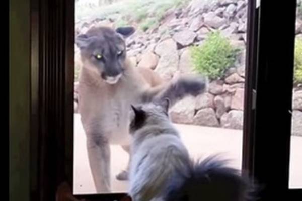 House cat faces off with mountain lion