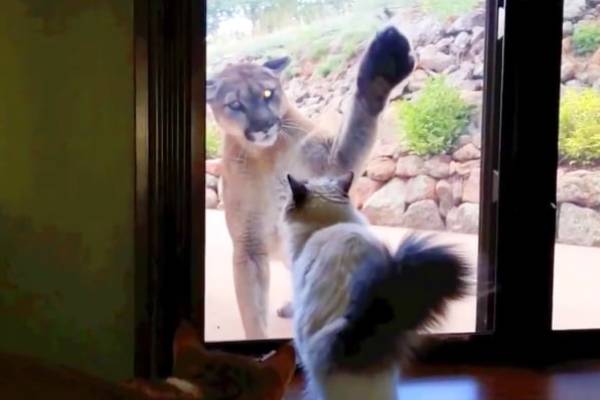 House cat faces off with mountain lion